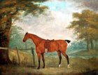 Oleograph on Canvas of "A Bay Horse Tethered"