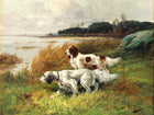 Fine Oleograph on Canvas of a Pair Setters Duck Hunting.