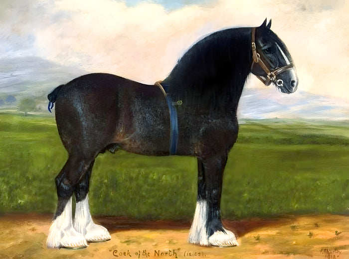 Oleograph on Canvas of a Shire Horse 