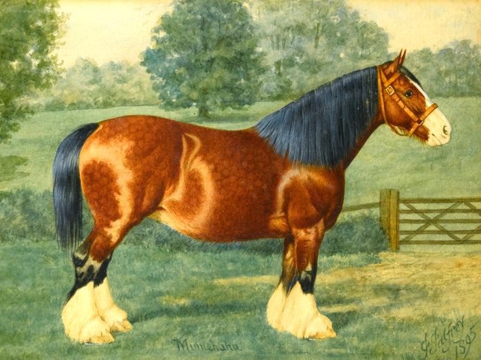 Oleograph on Canvas of the Shire Horse - 