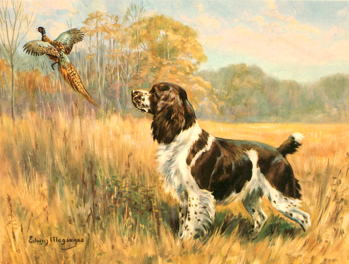Framed Oleograph of  a Spaniel 