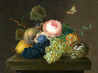 Exquisite Oleograph on Canvas Still Life on a Ledge with a Butterfly