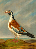 Gilt Framed Oleograph of a "Trooper Pigeon" in a Rural Landscape