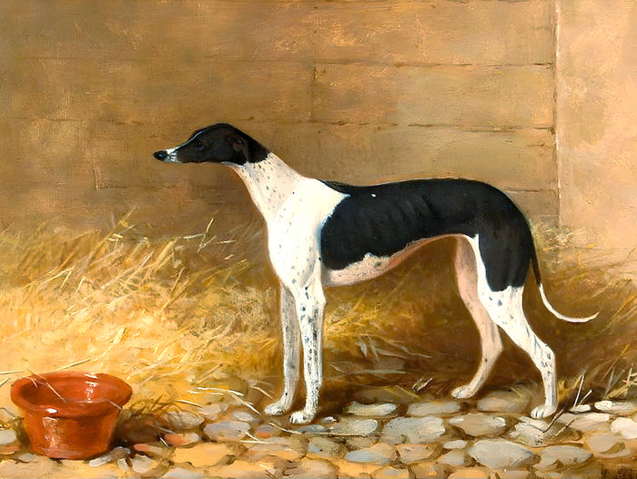 Gilt Framed Oleograph of a Black & White  Greyhound in a Stable.