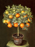 Exquisite Oleograph on Canvas Still Life of an Orange Tree