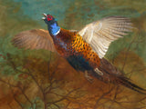 Cock Pheasant in Flight - Fine Lithograph on Canvas aft. Thorburn