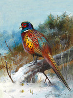 Pheasant in Wintry Woodland - Fine Lithograph on Canvas aft. Thorburn