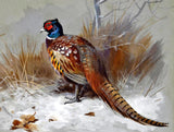 Pheasant in a Wintry  Landscape - Fine Lithograph on Canvas after Thorburn