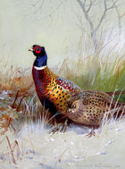 Fine Oleograph on Stretched Canvas - "Pheasants in Snow "after the original by Archibald Thorburn