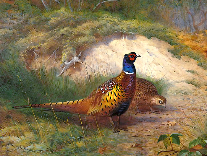Cock & Hen Pheasants in a Woodland Landscape - Fine Lithograph on Canvas after Thorburn
