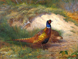 Cock & Hen Pheasants in a Woodland Landscape - Fine Lithograph on Canvas after Thorburn