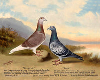 Fine Oleograph on Canvas of "Expected & Porth" - A Pair of Racing Pigeons