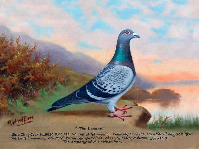 Fine Oleograph on Canvas of the Racing Pigeon 