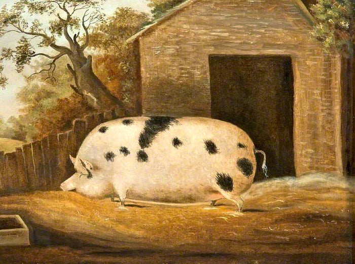 Fine Oleograph on Canvas Portrait of a Prize Pig in a Rural Stable Yard