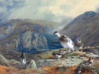 Ptarmigan in the Highlands- Fine Lithograph on Canvas aft. Thorburn