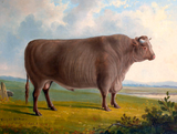 Gilt Framed  Oleograph "A Champion Bull"