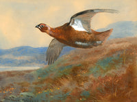 Fine Large Oleograph on Canvas of a Red Grouse