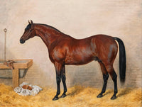 Fine Oleograph on Canvas - A Bay Racehorse in a Stall aft. Frank Paton