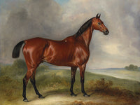 Fine Lithograph on Stretched Canvas of a Bay Hunter in an Extensive Landscape