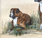 Fabulous Vintage Early C20th Watercolour of a Pair of Boxer Dogs SOLD