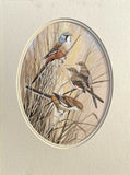 Superb Vintage C20th Watercolour of Finches on a Branch by Frank Jarvis 1988 SOLD