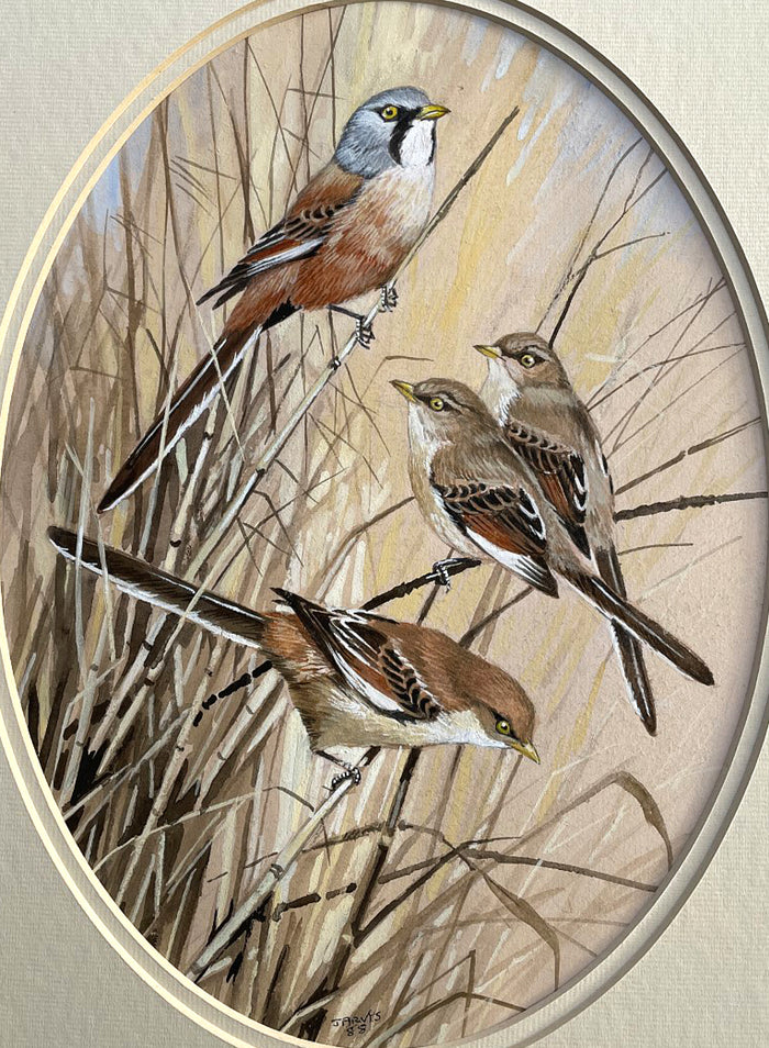 Superb Vintage C20th Watercolour of Finches on a Branch by Frank Jarvis 1988 SOLD