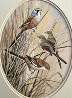 Superb Vintage C20th Watercolour of Finches on a Branch by Frank Jarvis 1988 SOLD