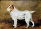 Fine Vintage Oil on Canvas depicting a Rough Coat Jack Russell SOLD