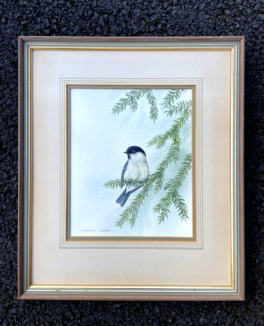 Excellent Vintage Watercolour of a Blue Tit on a Branch - Andrew Osborne SOLD