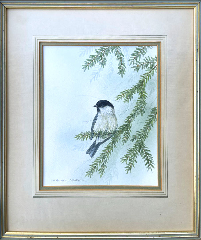Excellent Vintage Watercolour of a Blue Tit on a Branch - Andrew Osborne SOLD