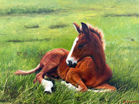 Stunning C20th Oil on Board depicting a Resting Foal - Mick Cawston 1988 SOLD