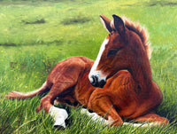 Stunning C20th Oil on Board depicting a Resting Foal - Mick Cawston 1988 SOLD