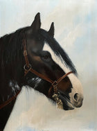 Stunning Vintage Mid C20th Oil on Canvas portrait of a Clydesdale Horse by Christine Brisley  SOLD