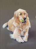 Superb Vintage Oil Pastel Study of 2 Golden Retrievers - Sarah Pyefinch SOLD