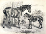 Excellent Mid/Late C19th Victorian English School Chalk Sketch of a Mare & Foal circ. J F K Herring jnr