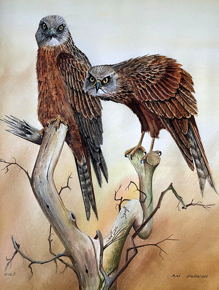 Fine Vintage C20th English School Watercolor - Study of Kites - Alan Fairbrass SOLD