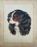 Exquisite C19th Victorian Hand Coloured Mezzotint Engraving of a Spaniel SOLD