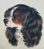 Exquisite C19th Victorian Hand Coloured Mezzotint Engraving of a Spaniel SOLD