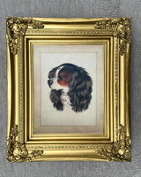 Exquisite C19th Victorian Hand Coloured Mezzotint Engraving of a Spaniel SOLD