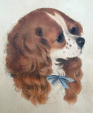 Delightful C19th Victorian Hand Coloured Mezzotint Engraving of a Spaniel SOLD