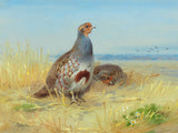 Partridge in a Moorland Landscape - Fine Lithograph on Canvas after Thorburn