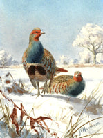 " Partridges in Winter " Fine Oleograph on Canvas