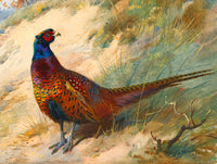 Cock Pheasant in a Copse  - Fine Oleograph on Canvas after Thorburn