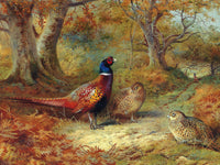 Pheasants in a Woodland Landscape - Fine Lithograph on Canvas after Thorburn