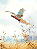 " Pheasant in Flight " Fine Oleograph on Canvas