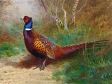 "Pheasant in Woodland" Fine Oleograph on Canvas after Thorburn