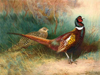 Fine Lithograph on Canvas - A Cock & Hen Pheasant aft. Thorburn