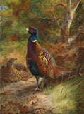 "Pheasant in Woodland" Fine Oleograph on Canvas after Thorburn