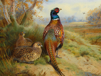 Cock  & Hen Pheasant in a Copse  - Fine Oleograph on Canvas after Thorburn