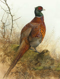 "Cock Pheasant " Fine Oleograph on Canvas after Thorburn